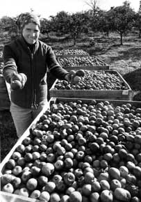 Melinda Vizcarra, co-owner of Becker Farms in Gasport, checks out the cider apples in 1983